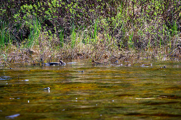 Hundreds of frogs at the outlet of Douglas Creek into the lake.