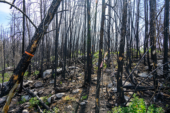 Portaging between Crystal and Indian House Lake.