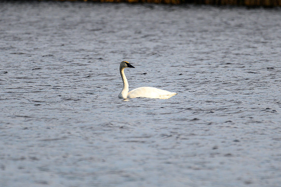 Swans on North Prairie Lake.