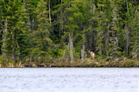 A rare photo of a Woodland Caribou!