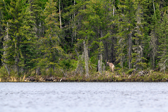 A rare photo of a Woodland Caribou!
