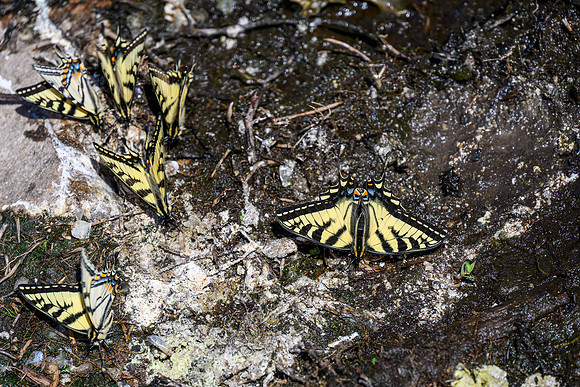 Tiger Swallowtail butterflies.