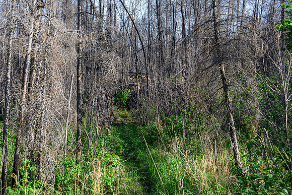Portaging between Crystal and Indian House Lake.