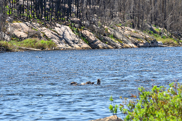 Family of Otters on route to Bell Lake.