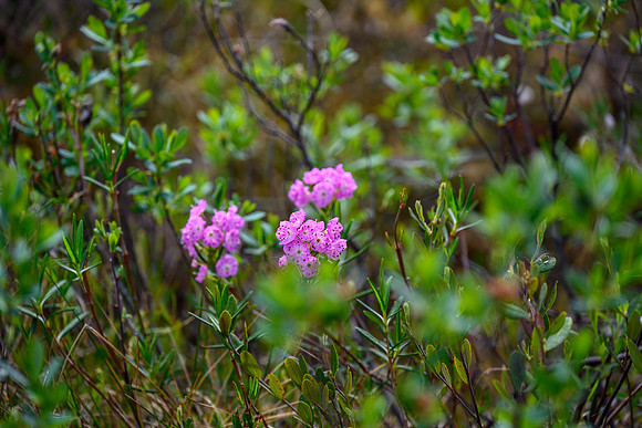 Northern Bog Laurel.