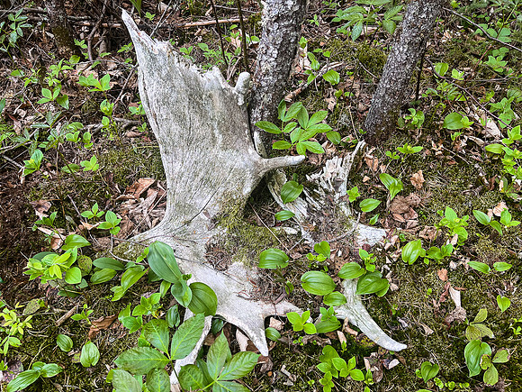 Antlers.