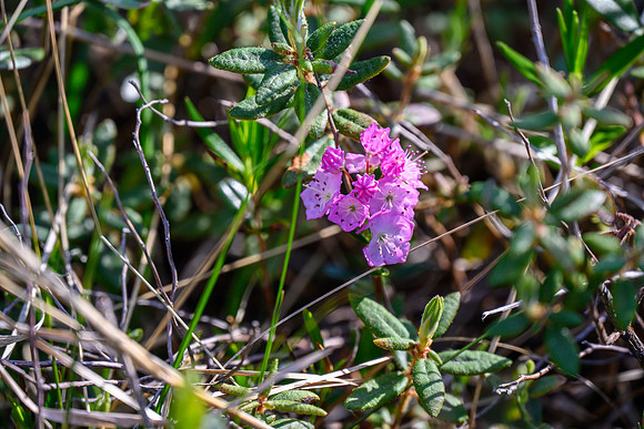 Northern Bog Laurel.