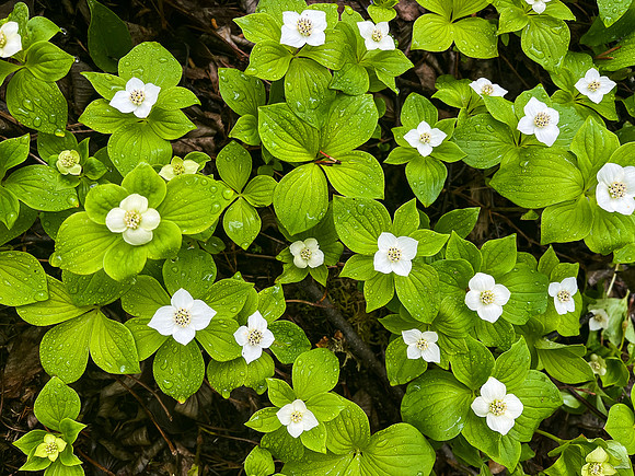 Dogwood.