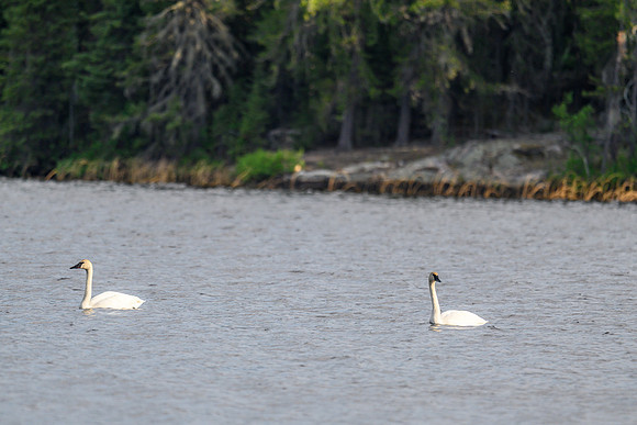 Swans on North Prairie Lake.