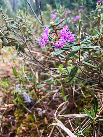 Northern Bog Laurel.