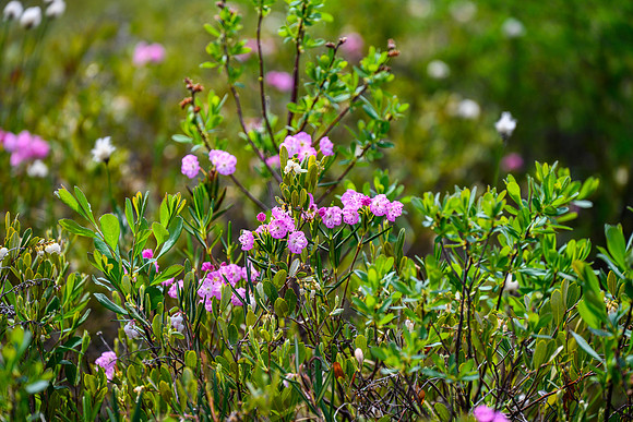 Northern Bog Laurel (pink) and Dwarf Bog Rosemary (white).
