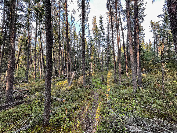 The 950m portage from Indian House to North Prairie Lake.