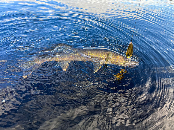 Joey Lake Walleye.