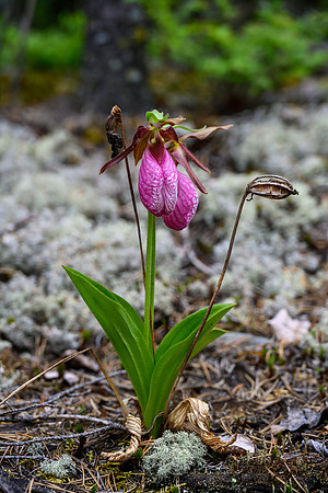 Ladies Slippers (Orchid)