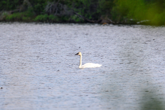 Swans on North Prairie Lake.