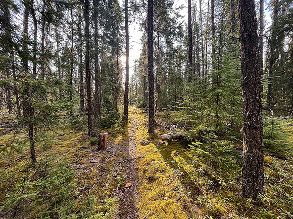 The 950m portage from Indian House to North Prairie Lake.
