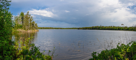 Swans on North Prairie Lake.