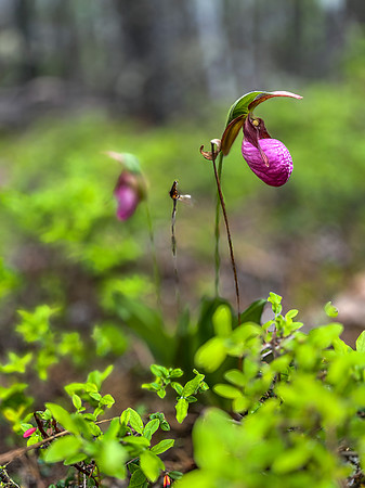 Ladies Slippers (Orchid)