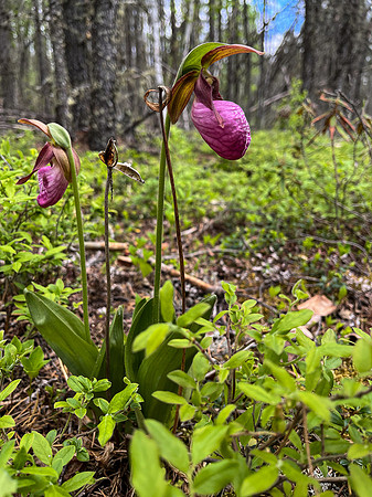 Ladies Slippers (Orchid)
