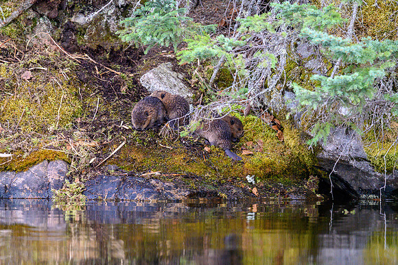 Baby beavers on Hatchet Lake.