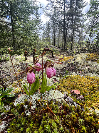 Ladies Slippers (Orchid)