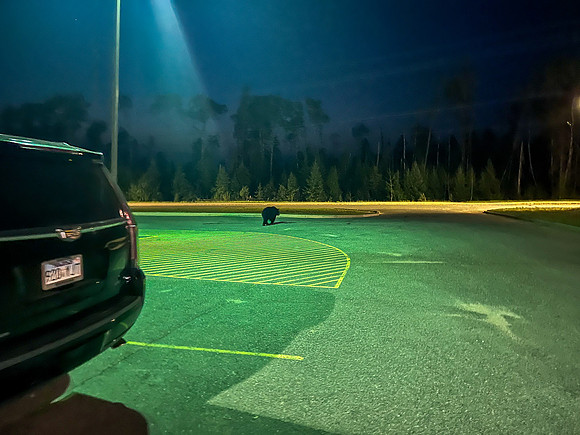 A black bear sneaks up on me in the parking lot!