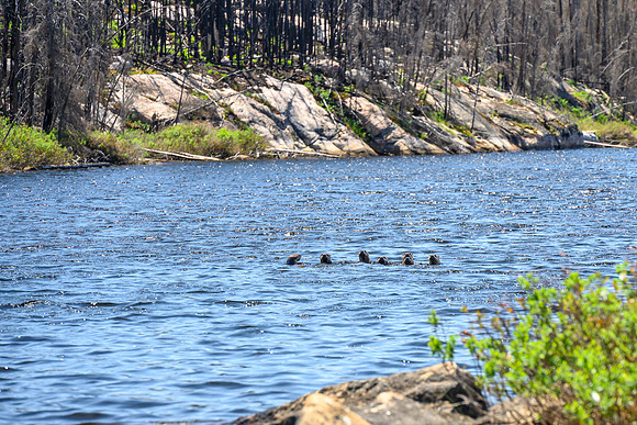 Family of Otters on route to Bell Lake.
