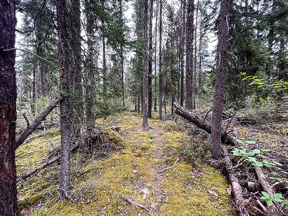 Portaging 500m between North Prairie and Joey Lake.