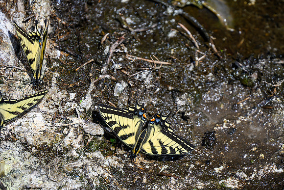 Tiger Swallowtail butterflies.