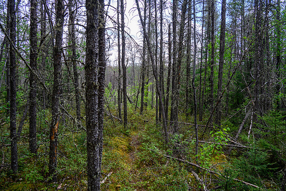 Traveling between North Prairie and Joey Lake.