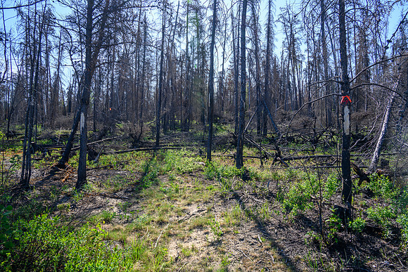 Portage between Peterson and Page Lake.