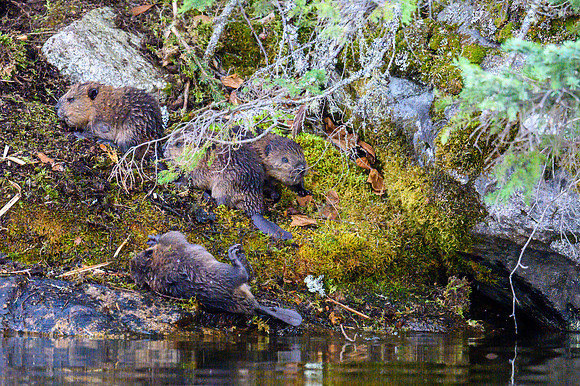 Baby beavers on Hatchet Lake.