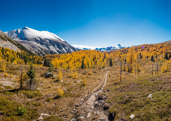 Larch brilliance from near Citadel Pass, looking back towards Mount Assiniboine in the far distance and Golden Mountain rising at left.