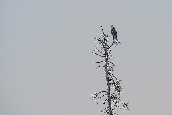 A bald eagle on Drope Lake.