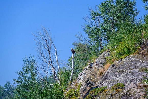 A bald eagle keeps a careful eye on us as we paddle towards Stanley Mission.