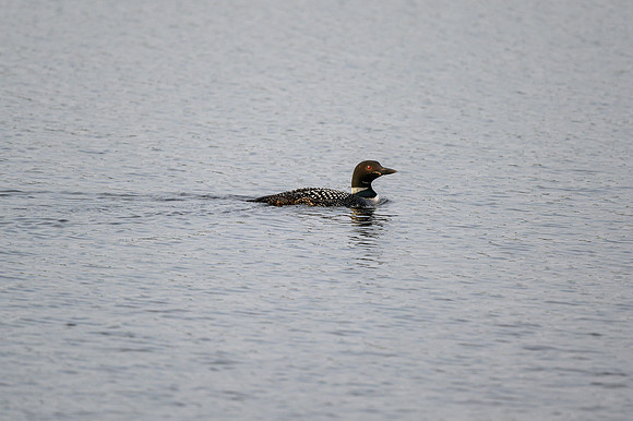 Loons on Soroski Lake.