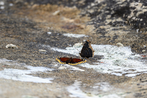 Butterflies on Soroski Lake.