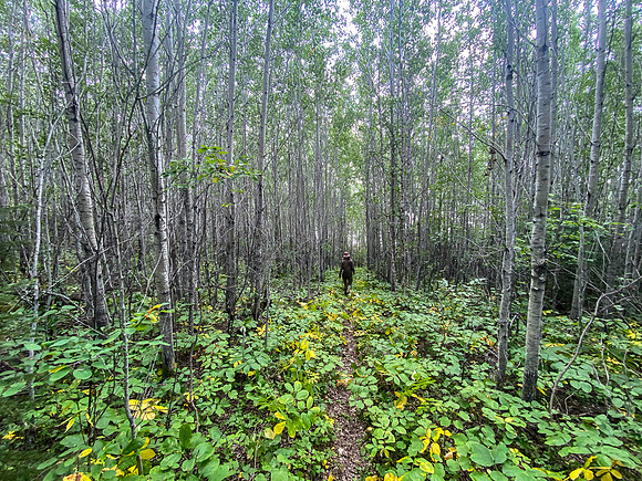 Portage up the Drinking River into Rink Lake past Brown Rapids.
