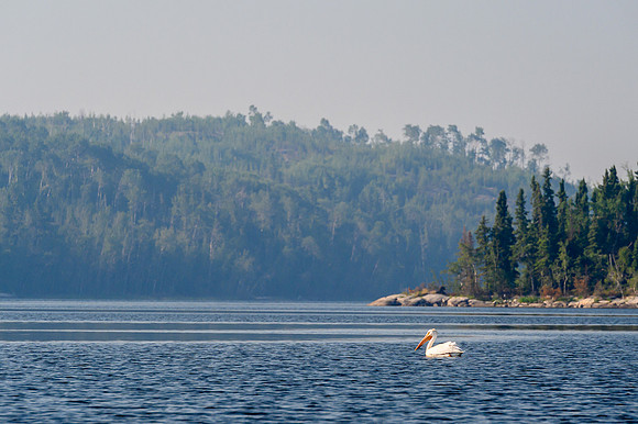 A pelican on the Churchill River.