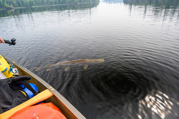 A giant Pike on Pitching Lake.