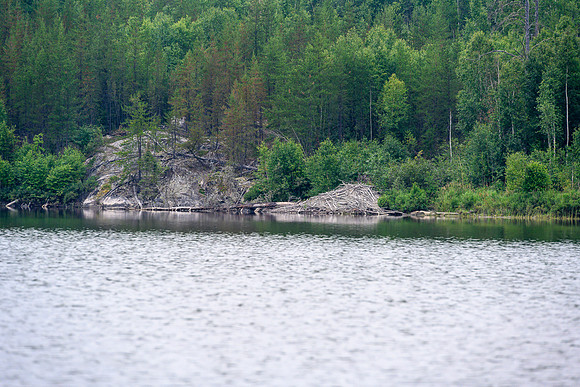 Many large (and old) beaver lodges along the Drinking River.