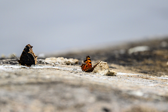 Butterflies on Soroski Lake.