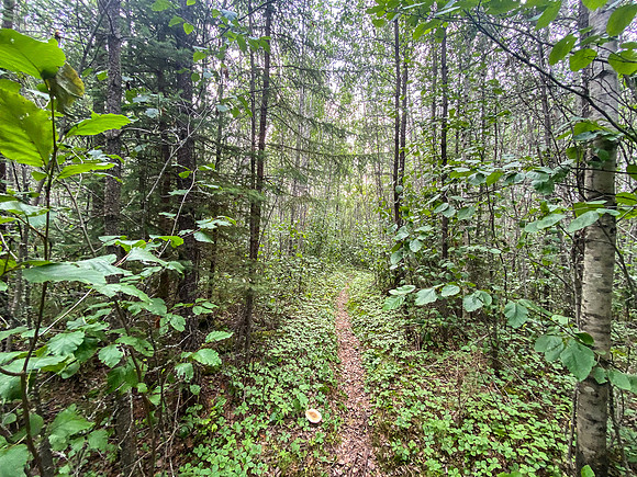 Portage up the Drinking River into Rink Lake past Brown Rapids.