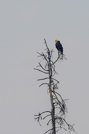 A bald eagle on Drope Lake.
