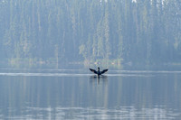 A loon vies for attention from its mate.