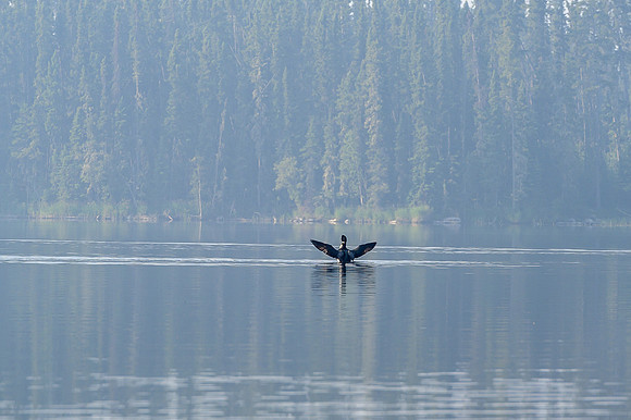 A loon vies for attention from its mate.