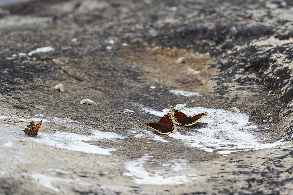 Butterflies on Soroski Lake.