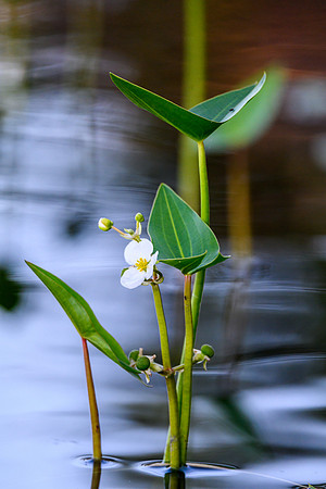 Water plants on Colin Lake.