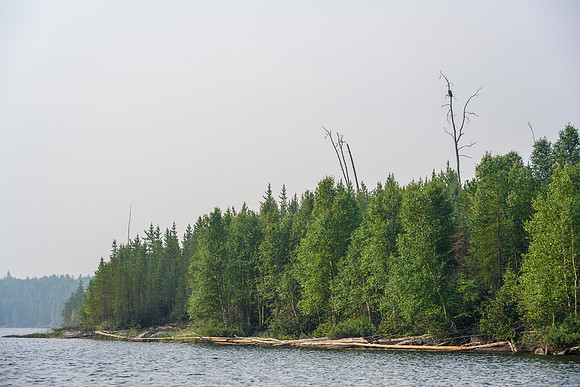 A bald eagle on Irving Lake.