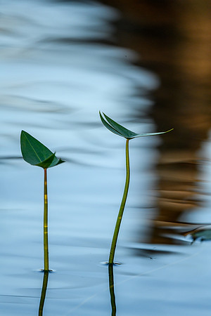 Water plants on Colin Lake.